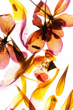 Kuru çiçekli güzel bir arkaplan