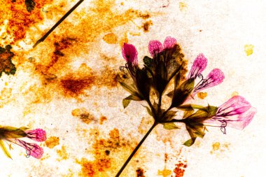 Kuru çiçekli güzel bir arkaplan