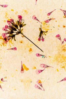 Kuru çiçekli güzel bir arkaplan