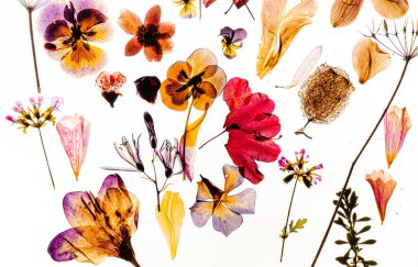 Kuru çiçekli güzel bir arkaplan