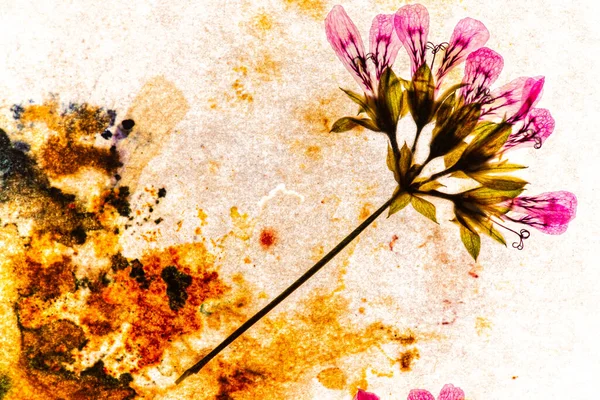 Beautiful Background Dry Flowers — Stock Photo, Image