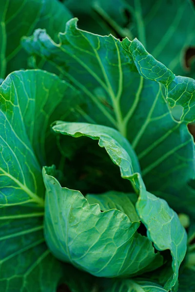 Cabbage Organic Garden — Stock Photo, Image