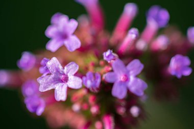 Verbena Bonariensis bahçede
