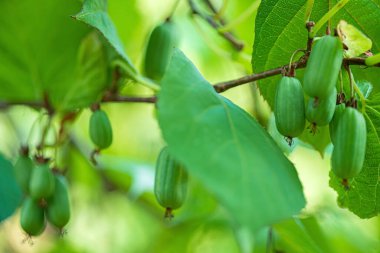Bahçede aktinidia kolomikta