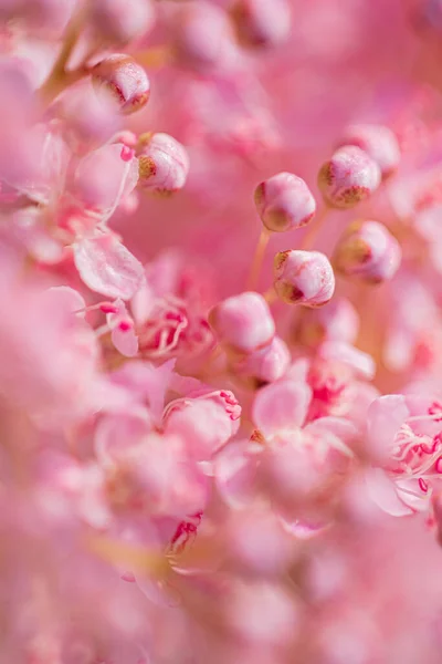 Rosafarbener Mädesüß Garten — Stockfoto