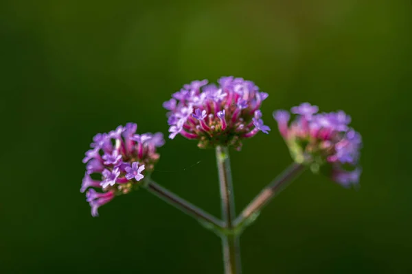 Verbena Bonariensis Giardino — Foto Stock