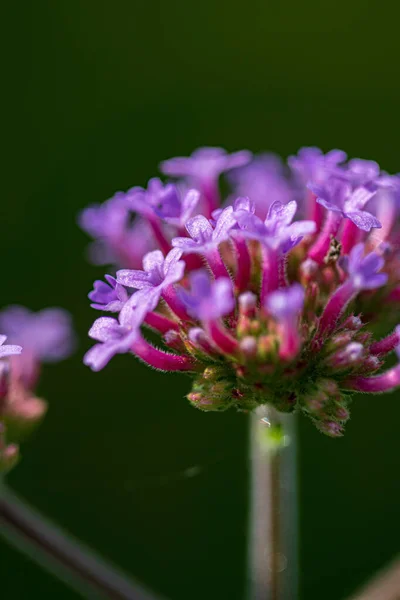 Verbena Bonariensis Jardín — Foto de Stock