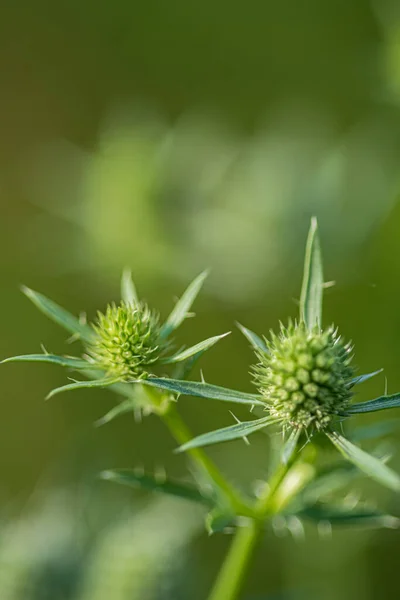 花园里盛开的野草 — 图库照片