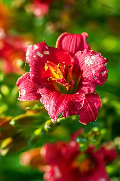 Giglio Nel Giardino Estivo — Foto Stock