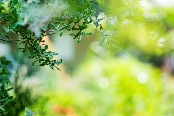 Zelené Letní Pozadí Rozmazaný Prostor — Stock fotografie