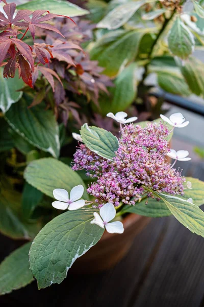 Hortensienblüte Topf — Stockfoto