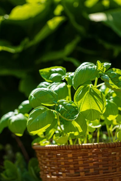 Albahaca Orgánica Olla —  Fotos de Stock