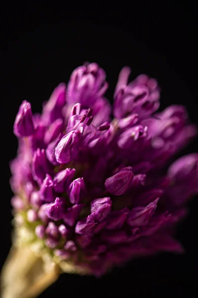 Belo Allium Composição Abstrata Sobre Fundo Preto — Fotografia de Stock