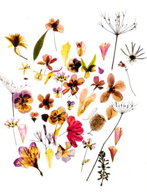 Beyaz arkaplanda kuru çiçekler