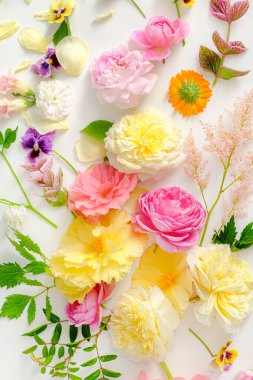 Taze yaz çiçekleri ve yaprakları