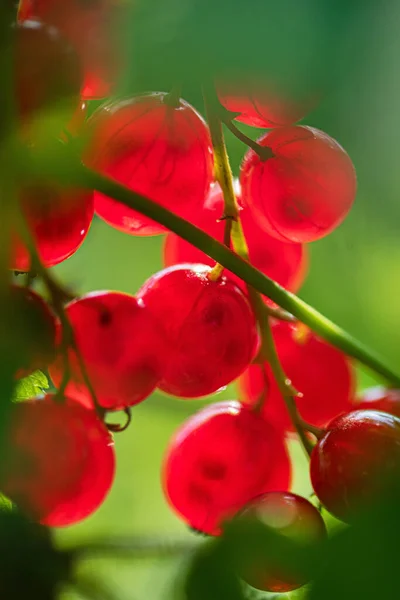 Bahçedeki Kırmızı Bahçe — Stok fotoğraf