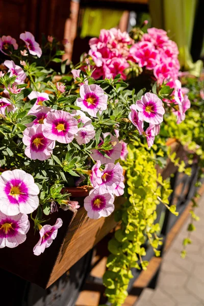 正方形の箱の中で成長する紫色の混合花と美しいペチュニアガッチーナの花 — ストック写真