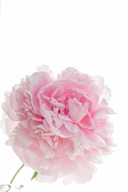 Beyaz üzerine pembe şakayık.