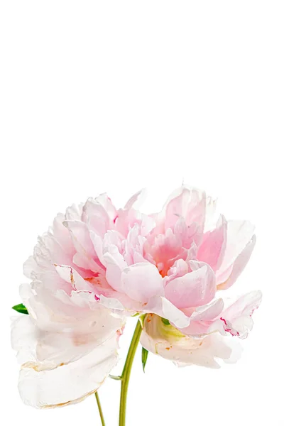 Peônia Rosa Branco — Fotografia de Stock