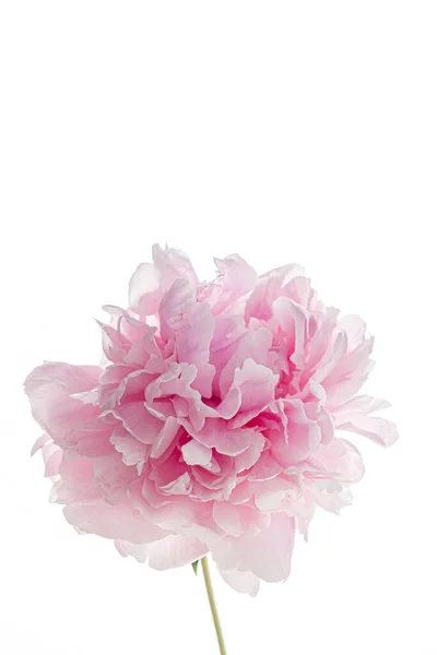 Розовый Пион Белом — стоковое фото