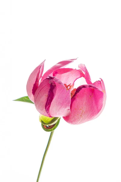 Beyaz Arkaplanda Çiçek — Stok fotoğraf