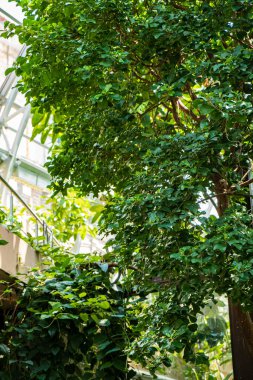 Bahçedeki tropik bitkiler