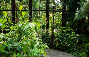 Bahçedeki tropik bitkiler