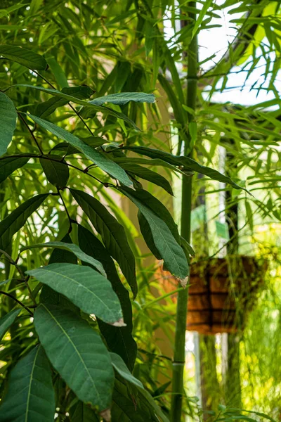 Plantas Tropicais Jardim — Fotografia de Stock
