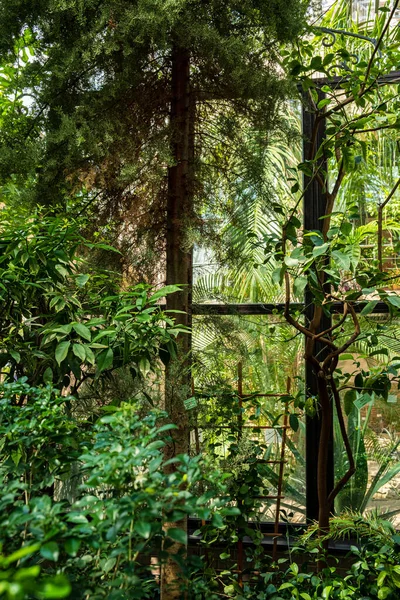Tropické Rostliny Zahradě — Stock fotografie