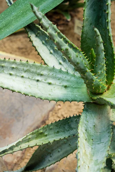 Close Aloe Vera Plant Outdoor Pots — Stock Photo, Image