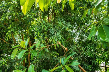 Bahçedeki tropik bitkiler