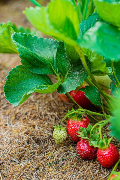 Bio Erdbeerfeld Sommer — Stockfoto