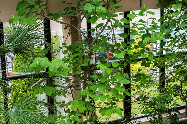 Tropische Pflanzen Garten — Stockfoto