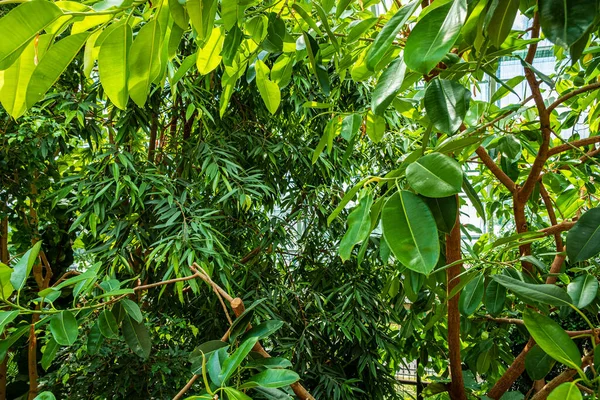 Tropikalne Rośliny Ogrodzie — Zdjęcie stockowe