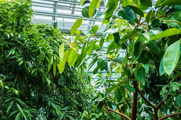 Plantas Tropicais Jardim — Fotografia de Stock