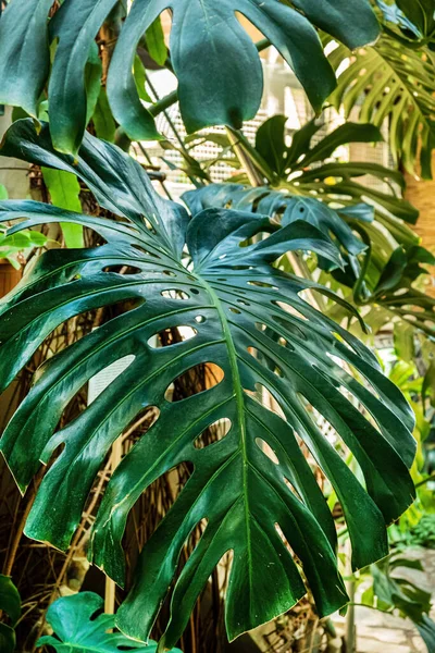 Plantas Tropicales Jardín —  Fotos de Stock