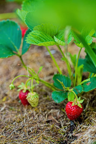 Organic Strawberry Field Summer Time Royalty Free Stock Photos