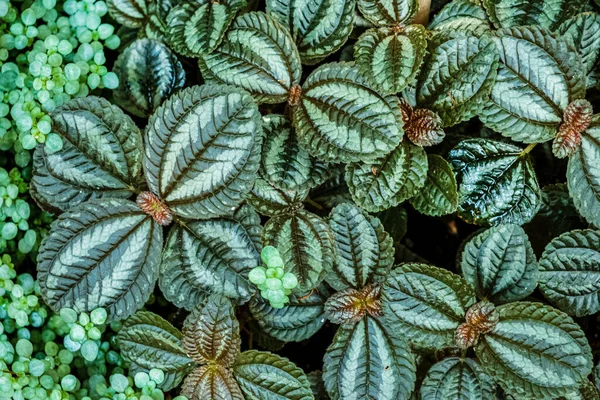 온실에서 재배하는 식물의 — 스톡 사진