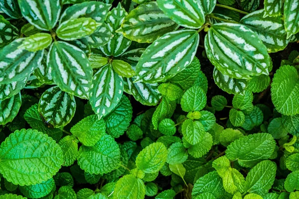 Gekweekte Plantenknollen Kas — Stockfoto