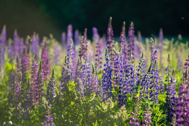 Pembe lupin demeti dosyalandı