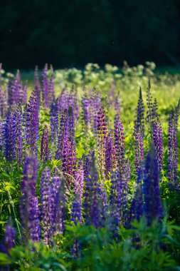 Pembe lupin demeti dosyalandı
