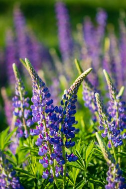 Pembe lupin demeti dosyalandı