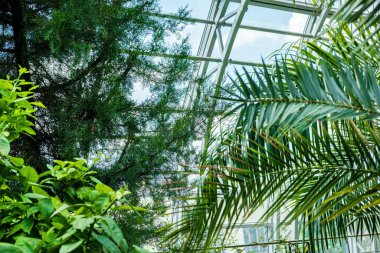 Seradaki tropikal bitkiler