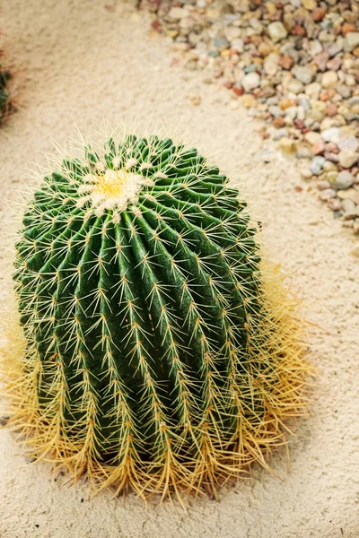 Cactus Plant Greenhouse — Stock Photo, Image