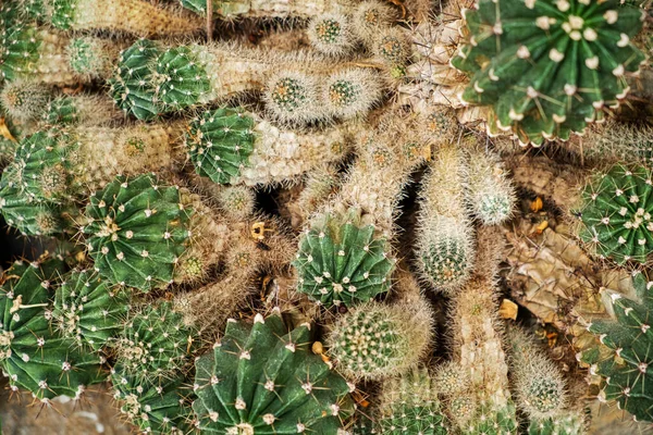 Cactus Plant Greenhouse — Φωτογραφία Αρχείου