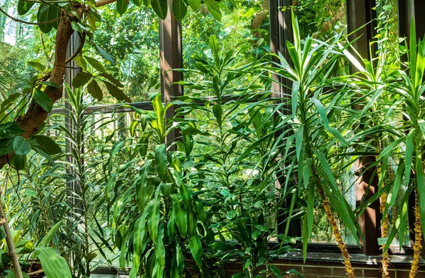 Plantas Tropicais Estufa — Fotografia de Stock