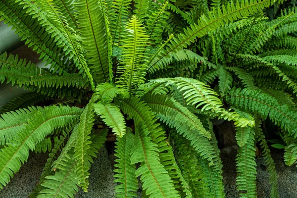 Rośliny Tropikalne Szklarni — Zdjęcie stockowe