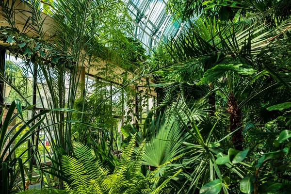 Tropické Rostliny Skleníku — Stock fotografie