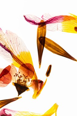 Beyaz yaprakların üzerinde kuru yapraklar