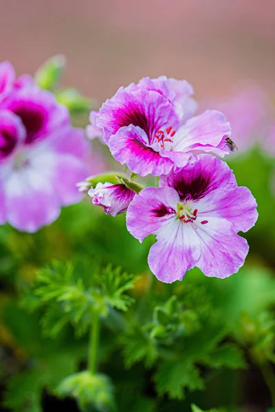 Group White Flowers Graveolen Pelargonium Capitatum Subgenus Bloom — Stock Photo, Image